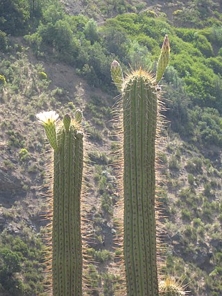 Bosque de Cactus