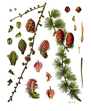 Europäische Lärche / Larix decidua