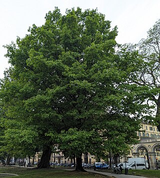 Roteiche / Quercus rubra