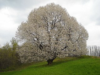 Vogelkirsche / Prunus avium