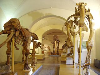 Museo di Storia Naturale dell'Università di Firenze - Sezione Geologia e Paleontologia