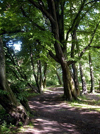 Park dworski w Łuczanowicach