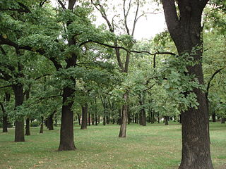 Park Gustawa Manitiusa
