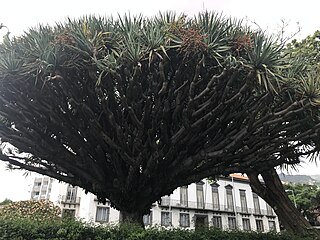 Jardim do Campo da Barca