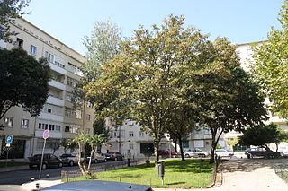 Jardim da Praça Pasteur