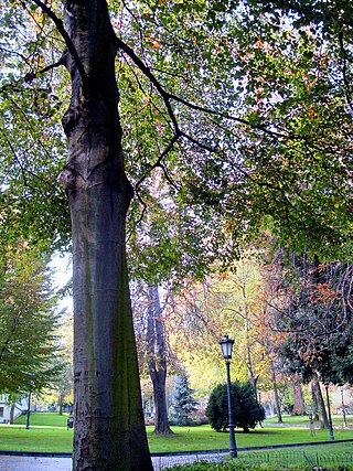 Campo de San Francisco