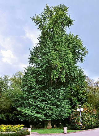 Гінко