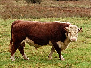 The Hereford Bull